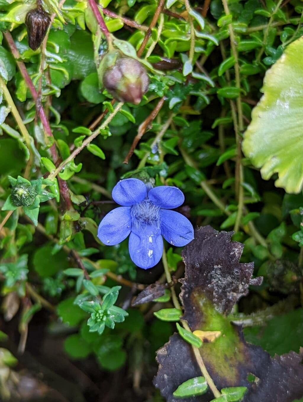 Cyananthus 5