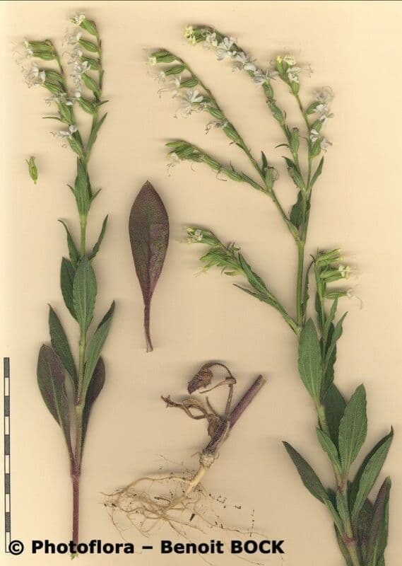 Silene dicotoma 25