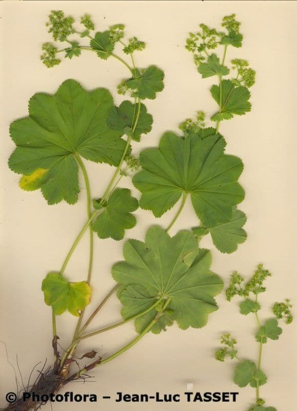 Alchemilla coriacea 6