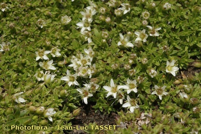 Minuartia 7