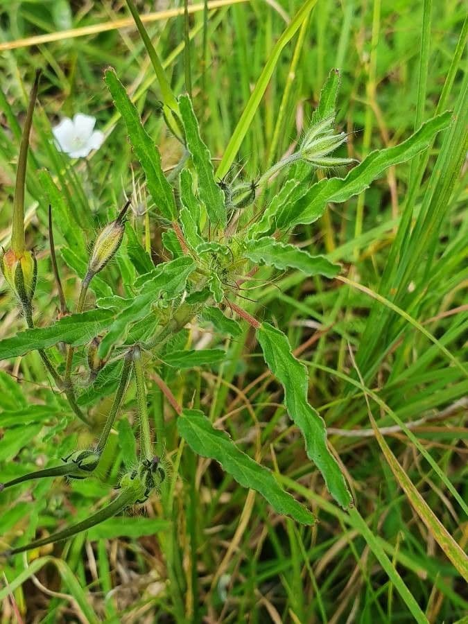 Schmalblättrige Monsonia 19