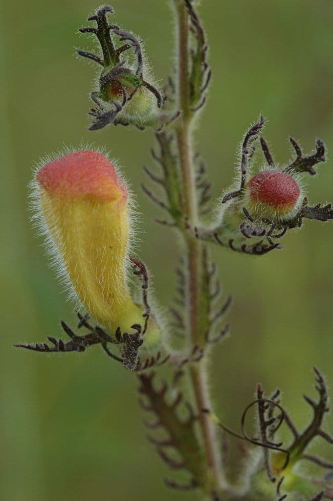 Aureolaria pectinata