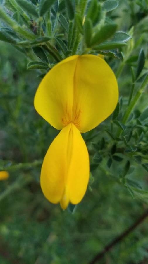 Ginestra irta 6