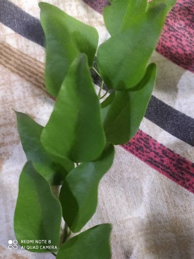 Cocculus hirsuto 3