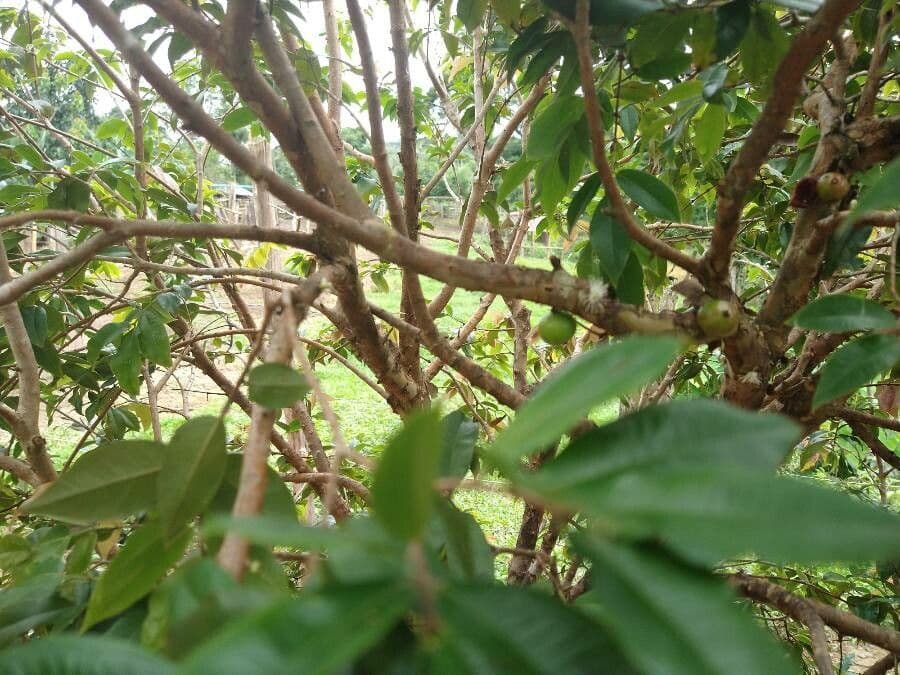 Jabuticaba 2