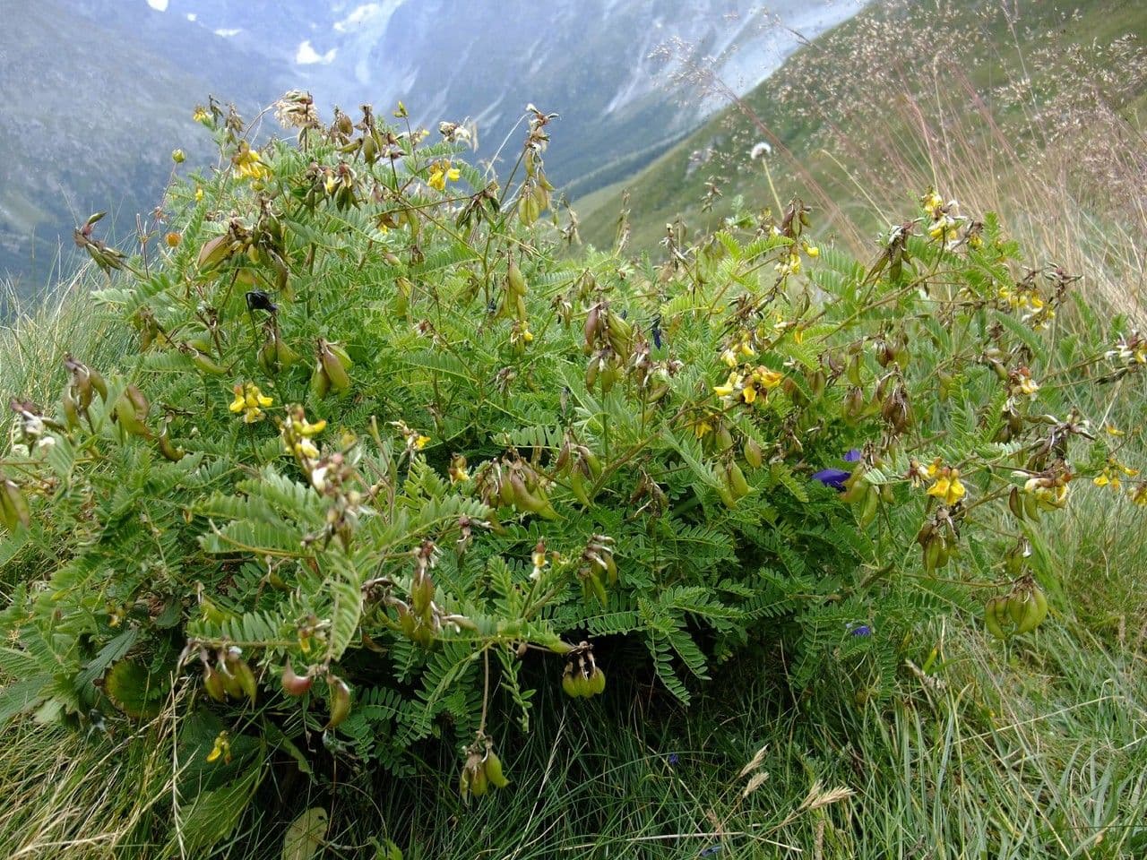 Astragalus penduliflorus 15