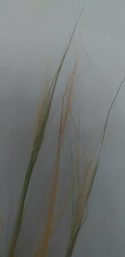 Stipa barbata 6