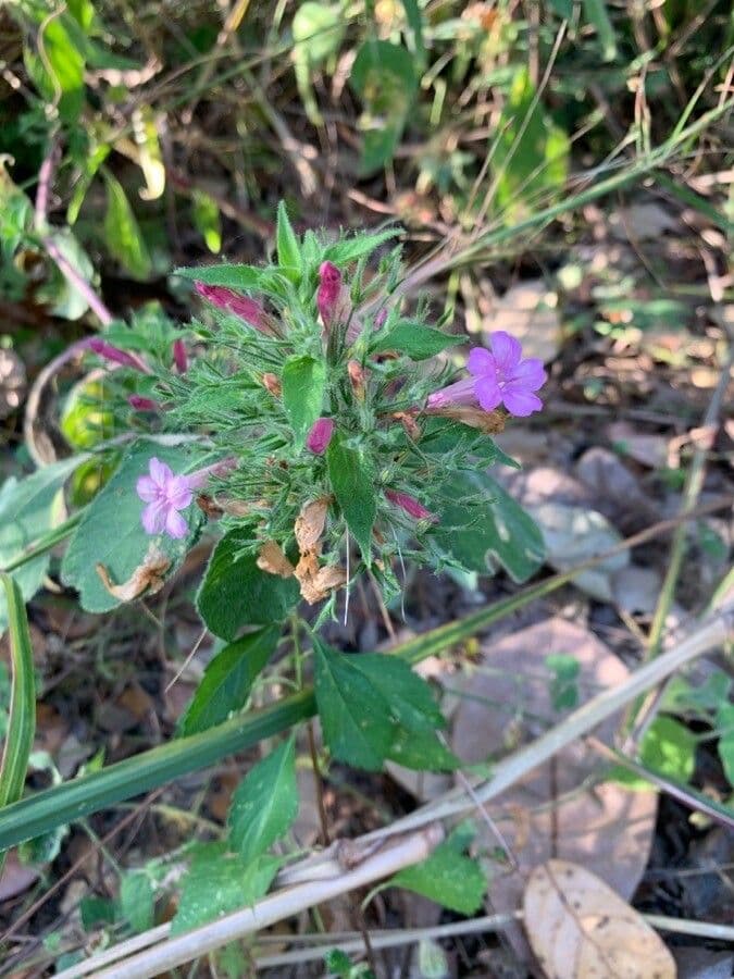 Ruellia