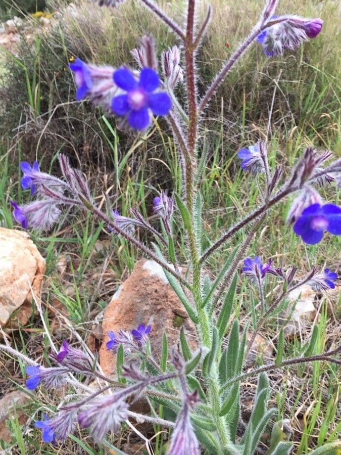 Buglossoides azzurra 14