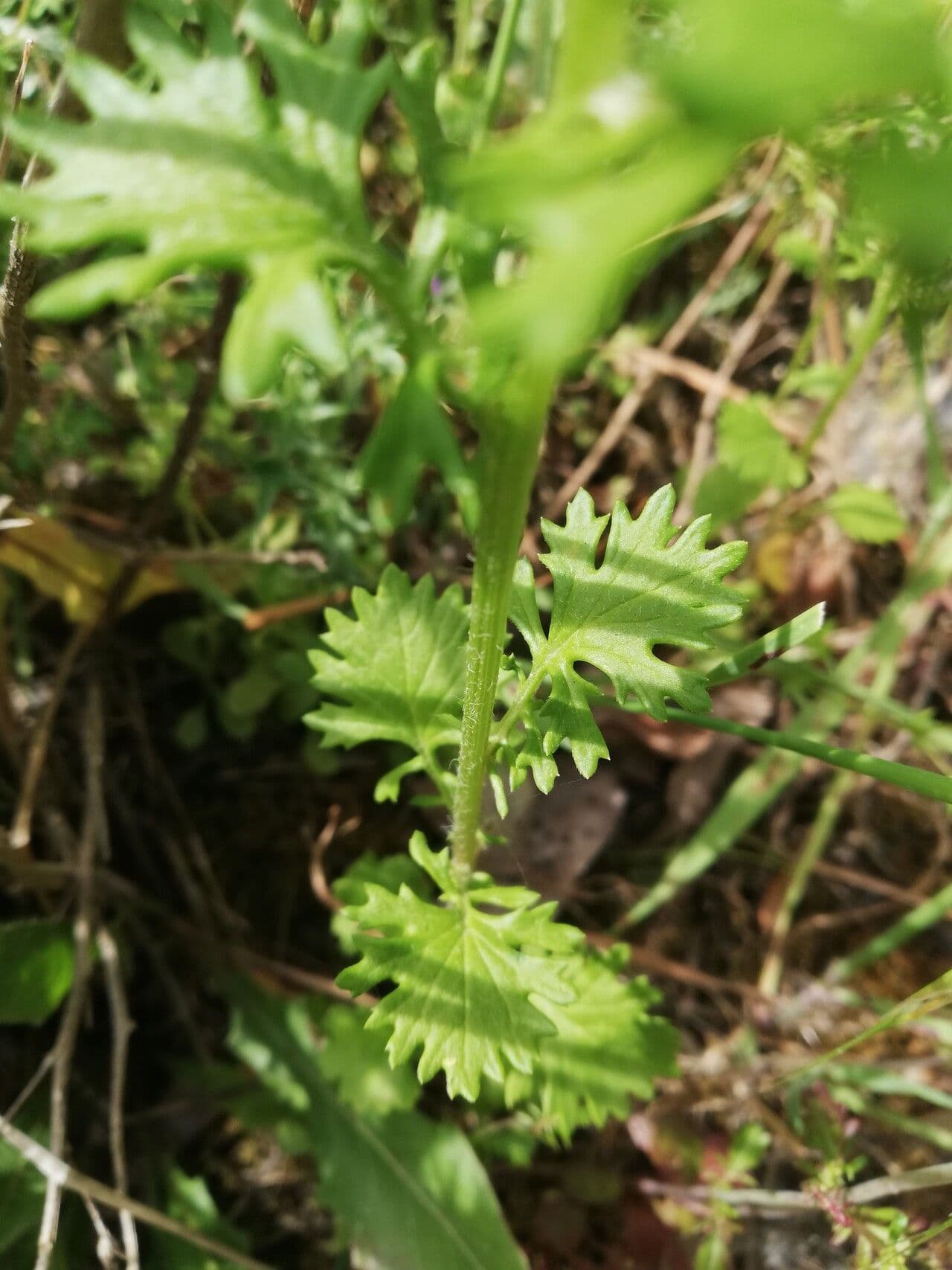 Jacobaea 9