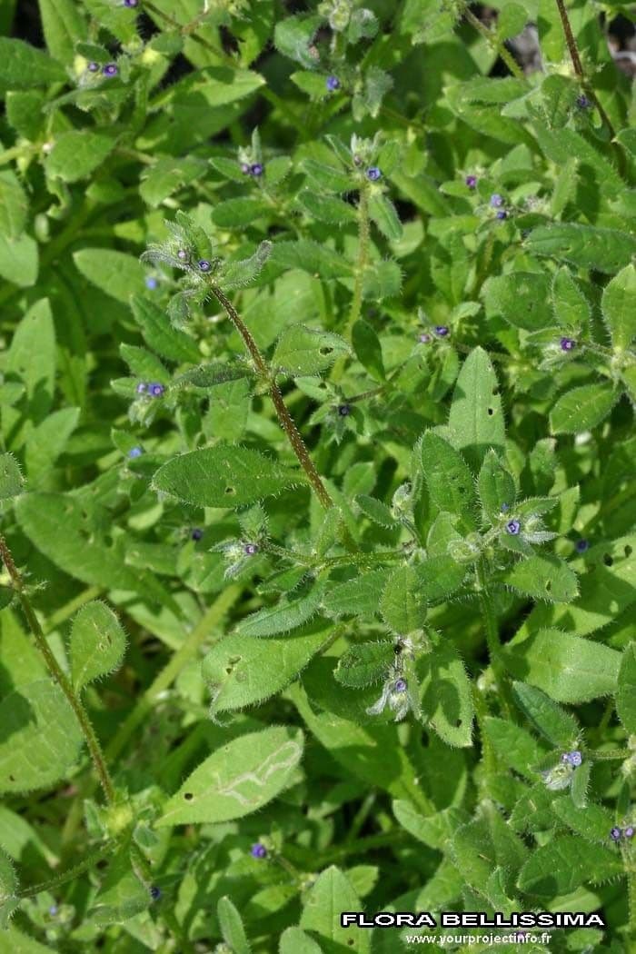 Lappola aspera 13