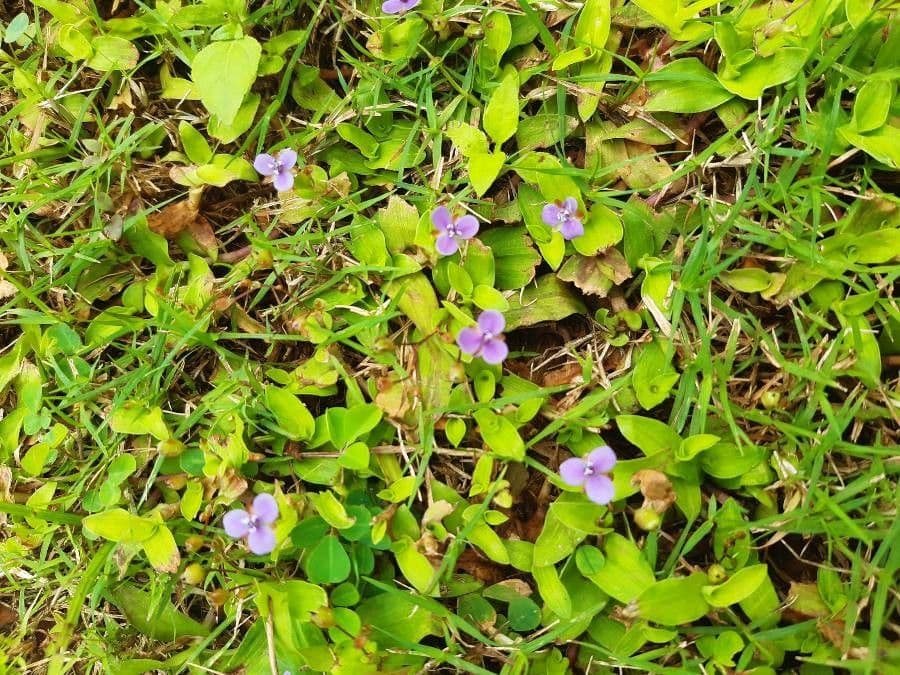 Murdannia nudiflora 13