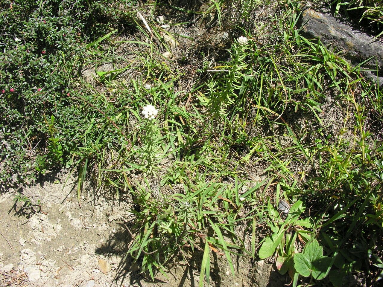 Anaphalis contorta 8