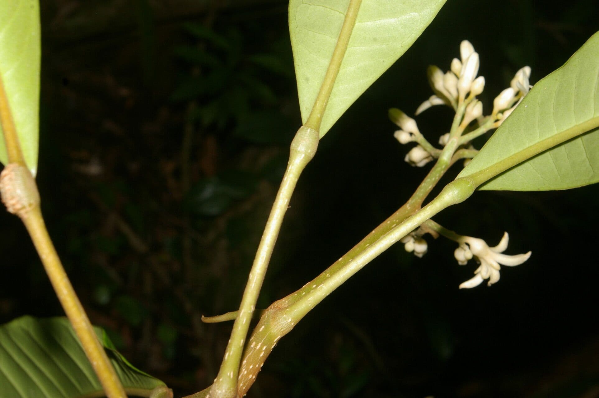 Conchocarpus 19