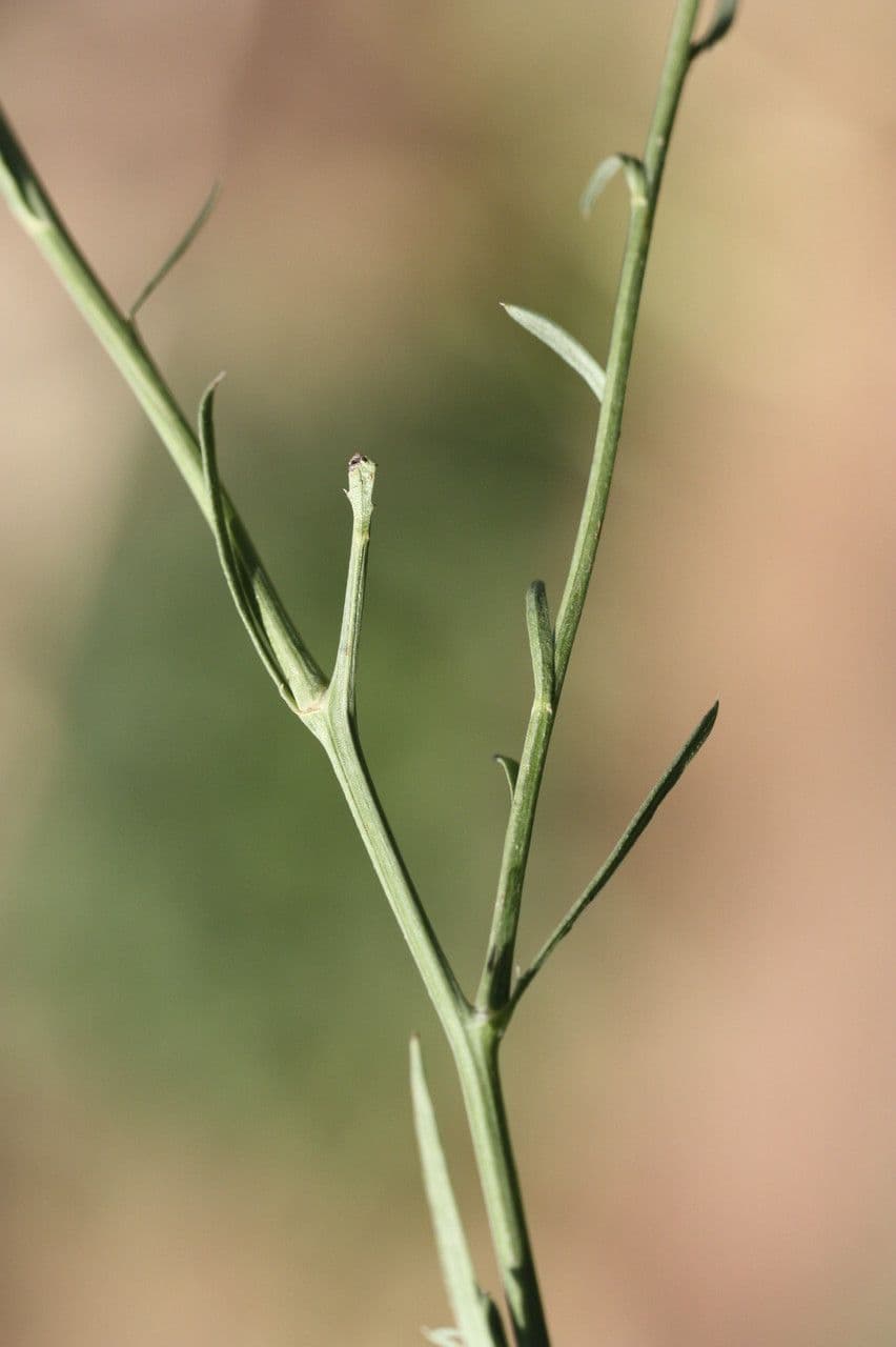 Mantisalca 3