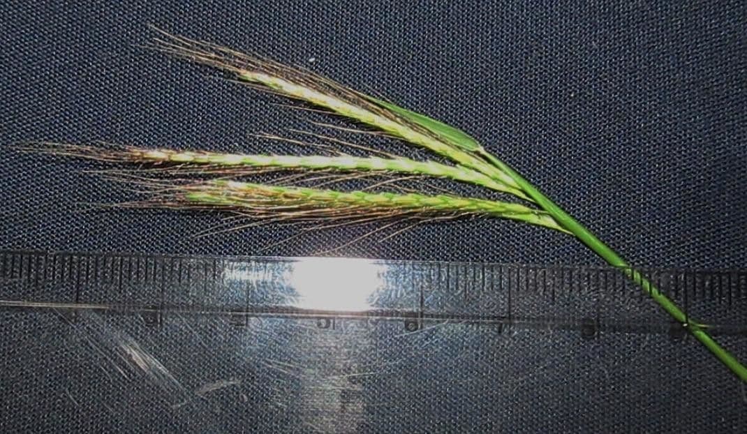 Dichanthium annulatum 23