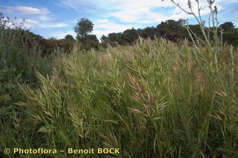 Brome lancéolé 12