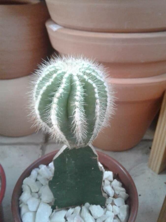 Parodia 16