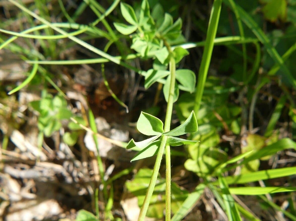 Lotier corniculé 23
