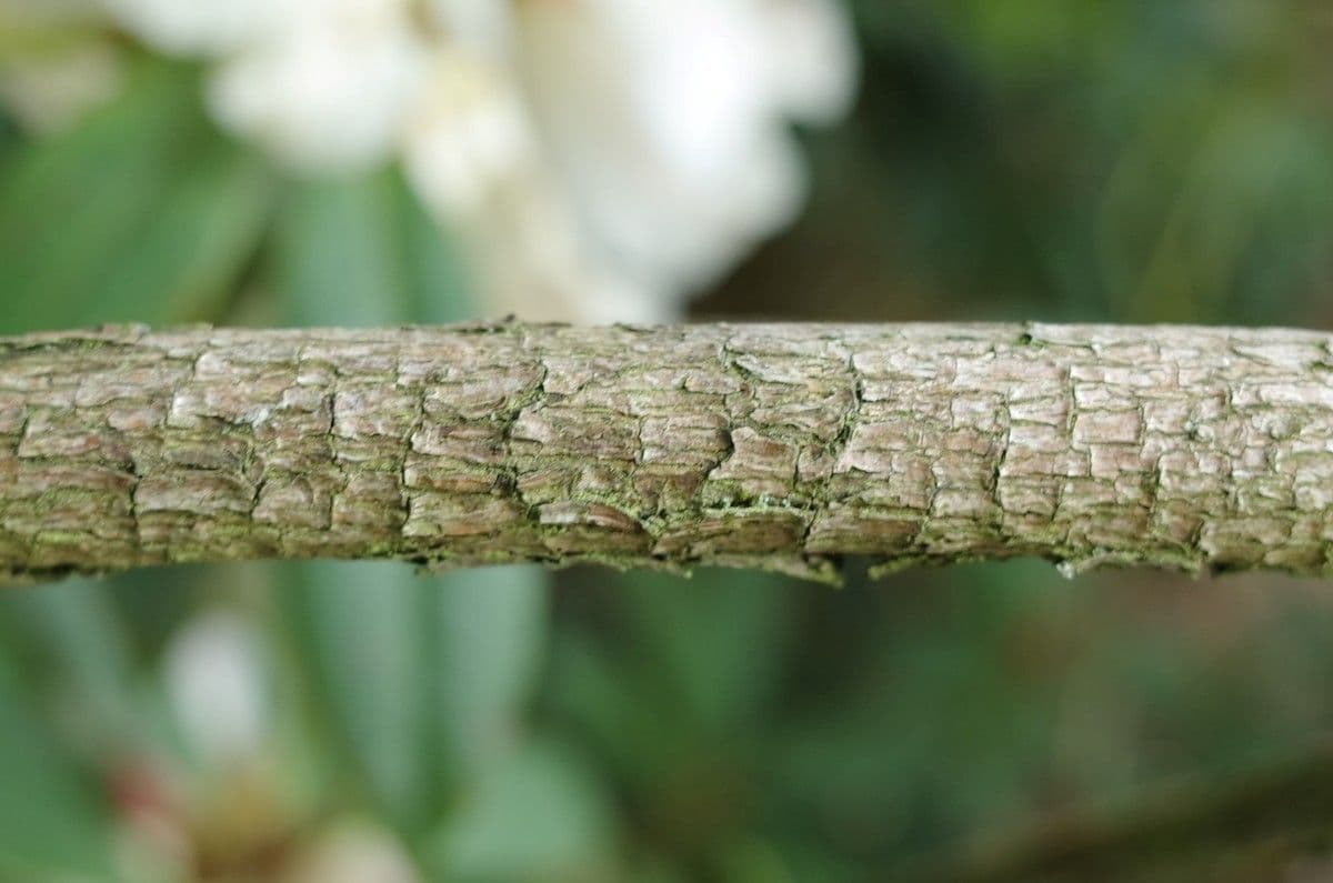 Różanecznik irroratum 11