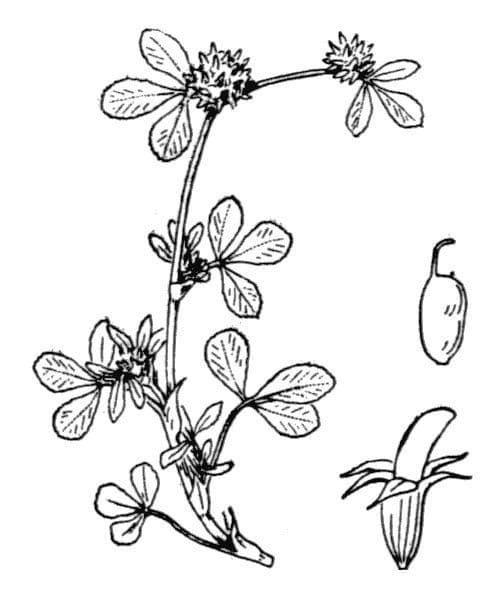 Trifoglio agglomerato 23