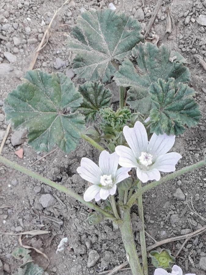 Malva domestica 9