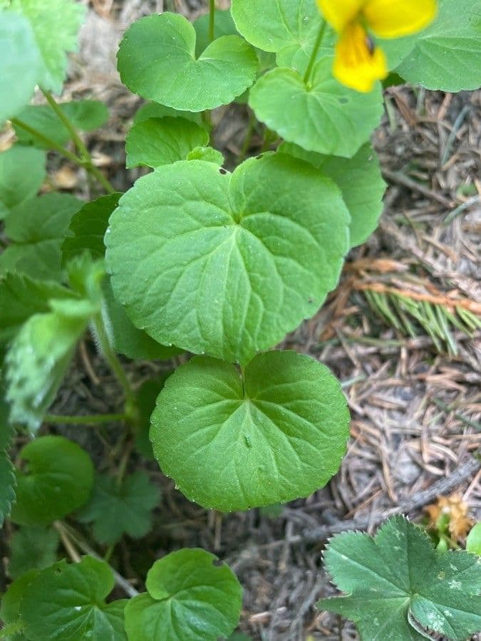 Viola biflora 17