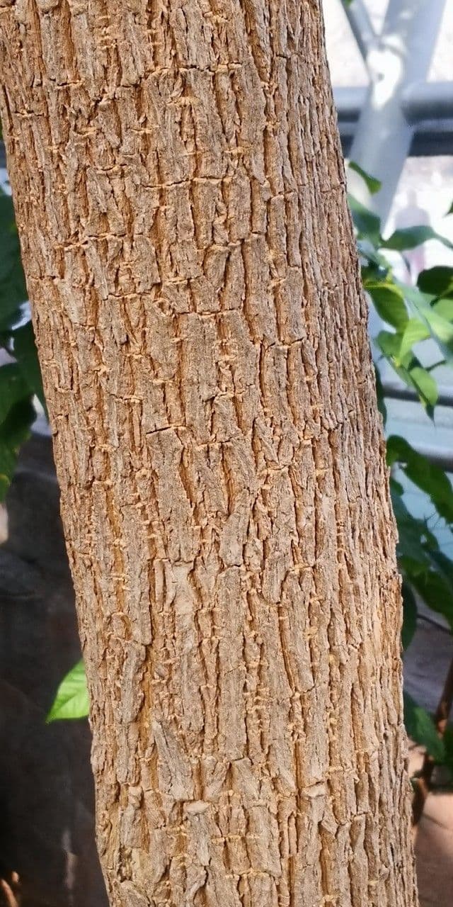 Alstonia 4