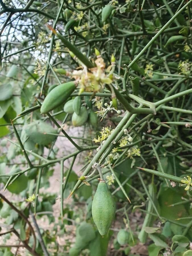 Dattier du désert 15