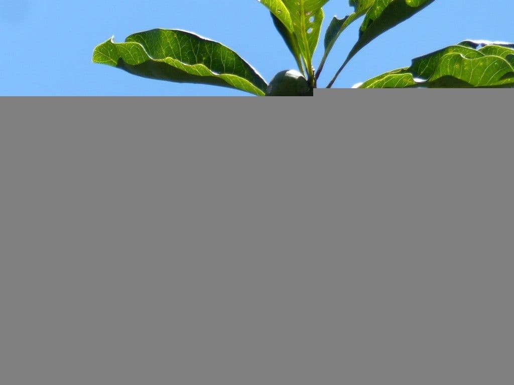 Planchonella 10
