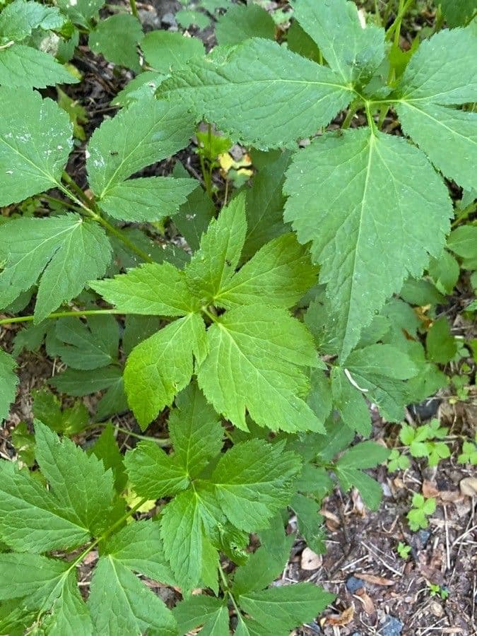 Criptotaenia canadensis 18