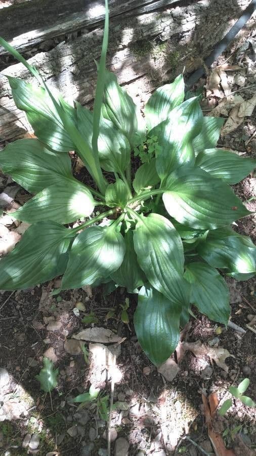Arnoglossum plantagineum 13