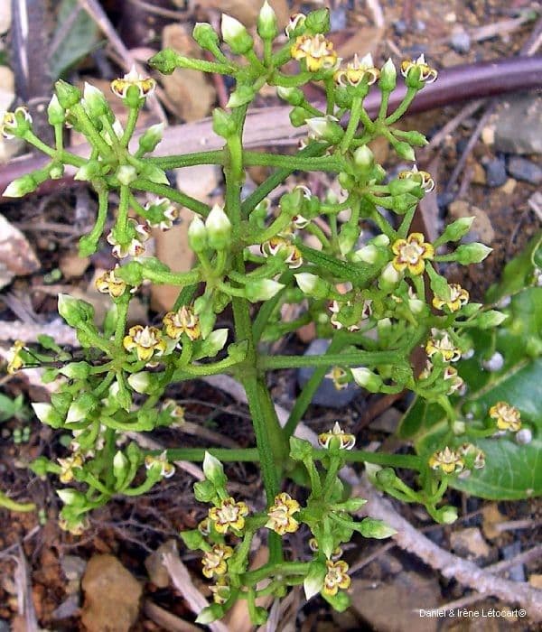Artia 10