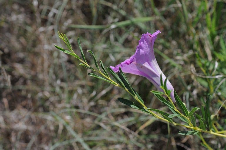 Ipomoea arbustiva 8