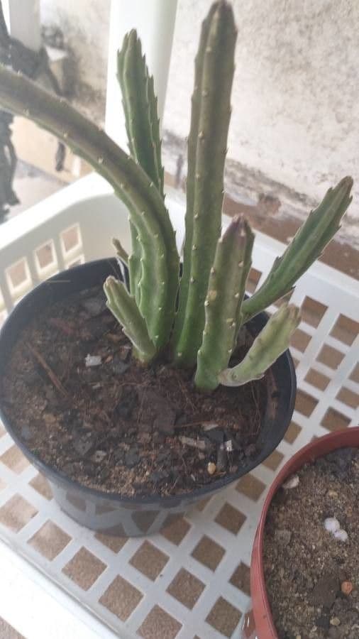 Stapelia 8