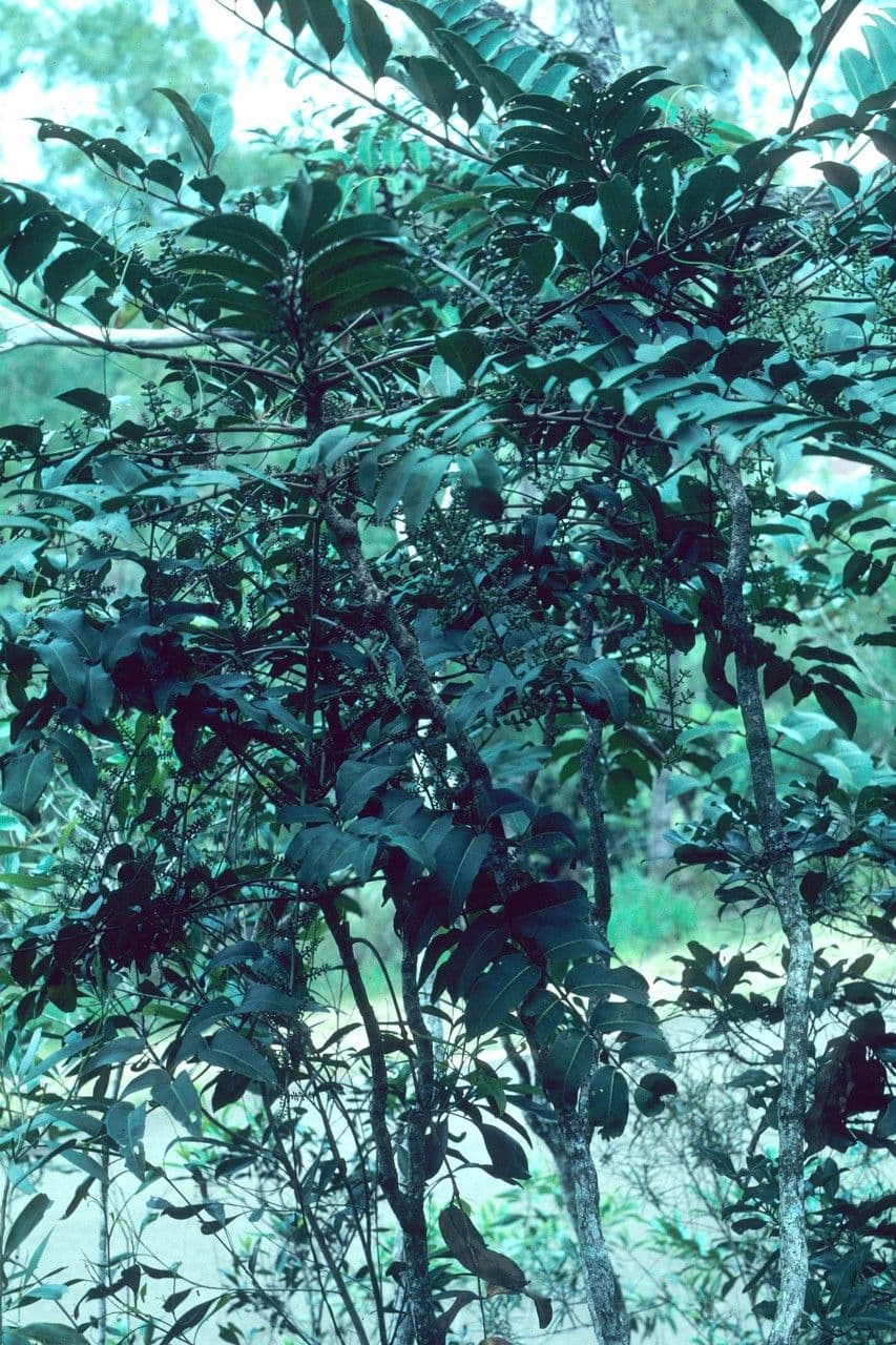 Polyscias 4