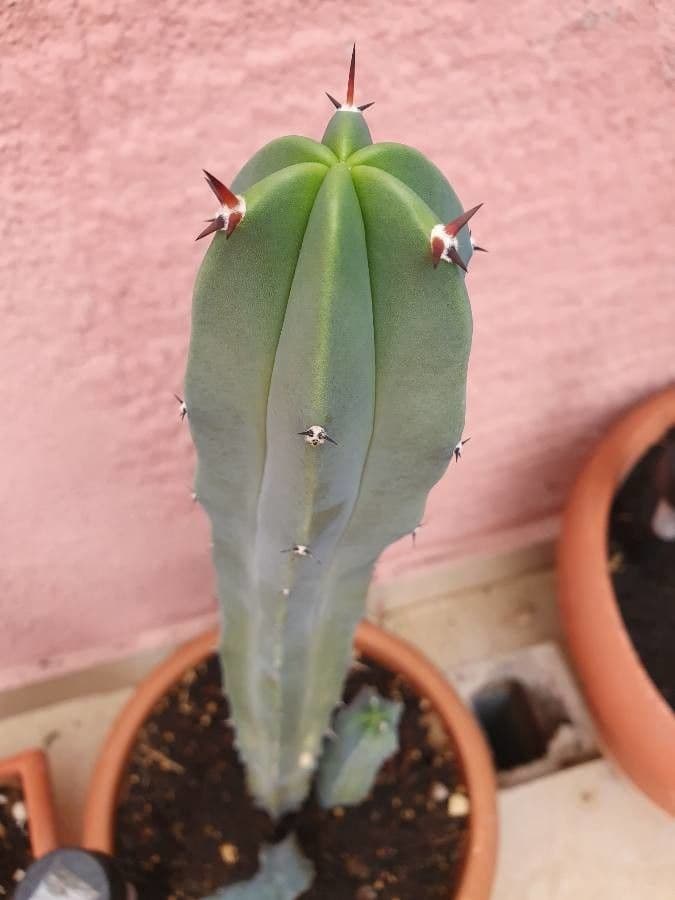 Myrtillocactus geometrizans 12