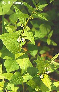 Tarczyca unerwiona