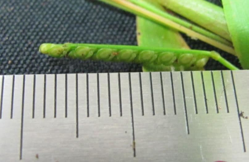 Decumbent crowngrass 8