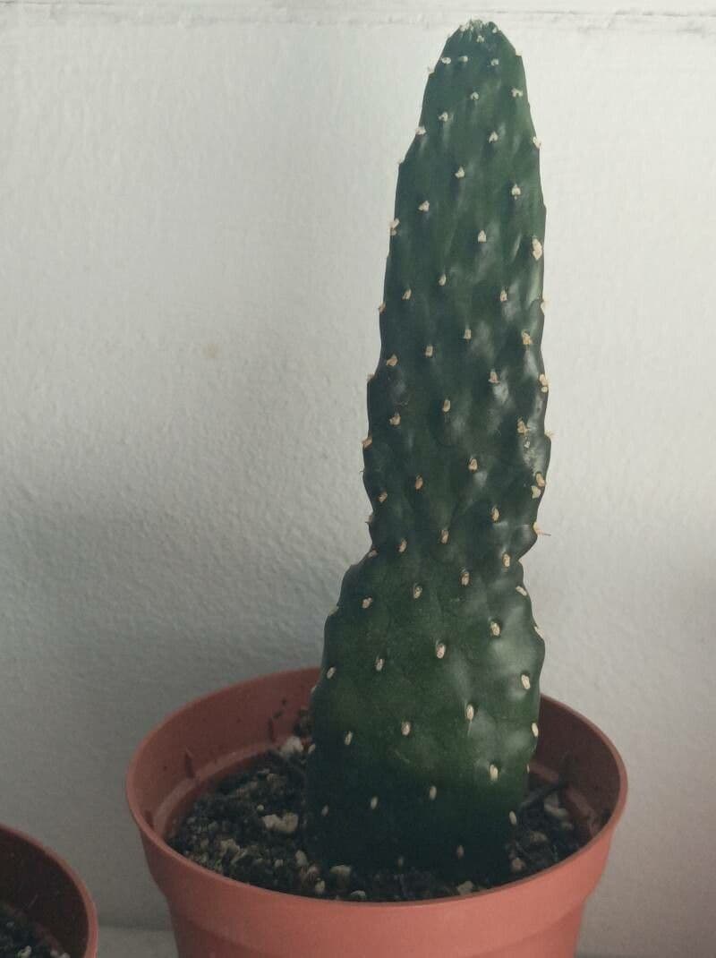 Opuntie 4