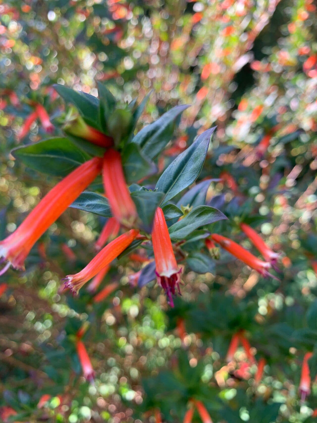 Cuphea llavea 4