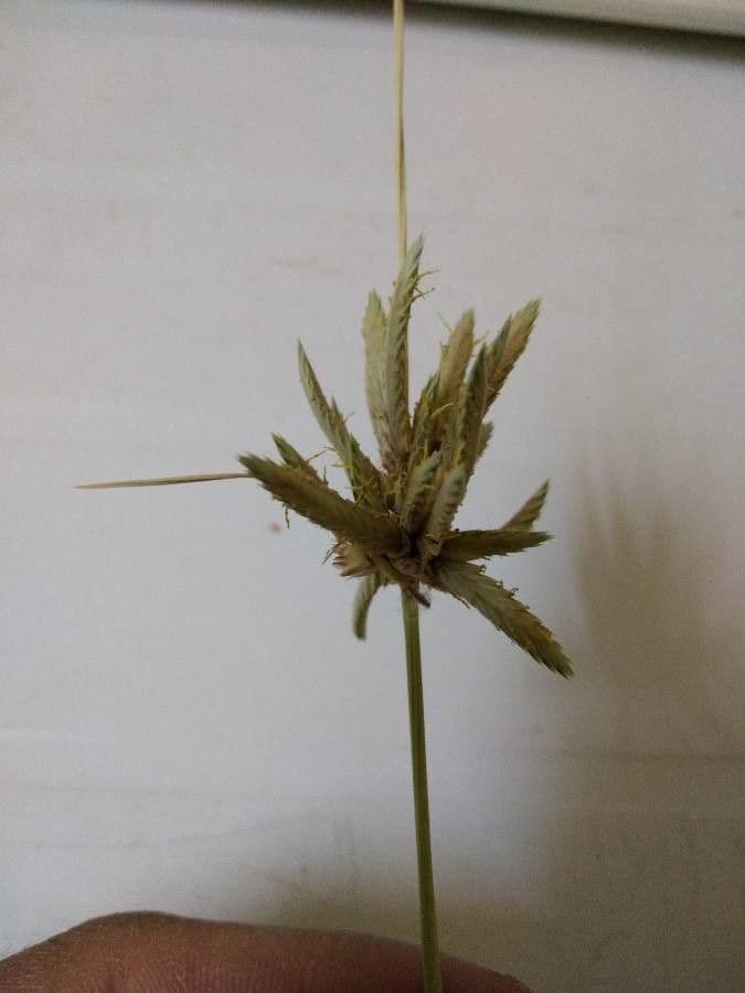 Cipero conglomerato 2