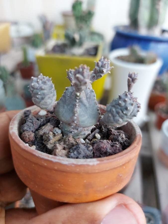 Tephrocactus 7