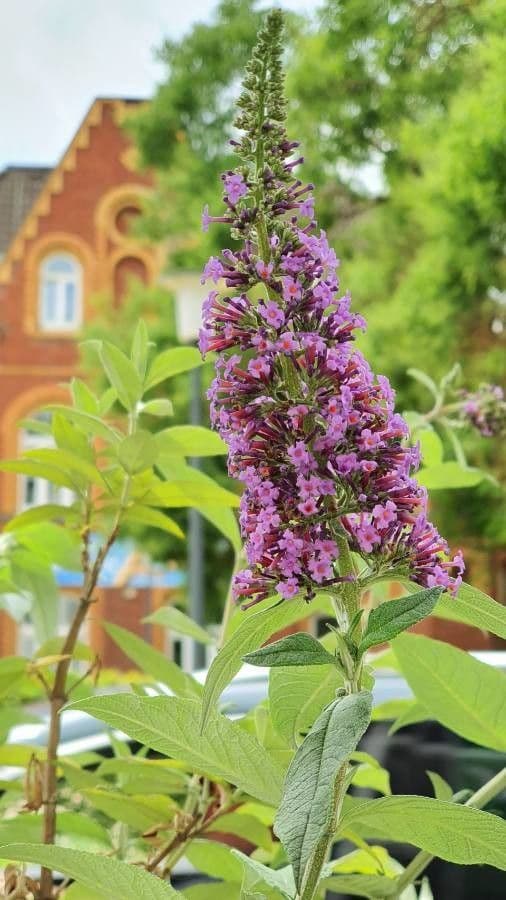 Buddleja 4