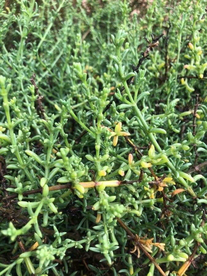 Salsola oppositifolia 16