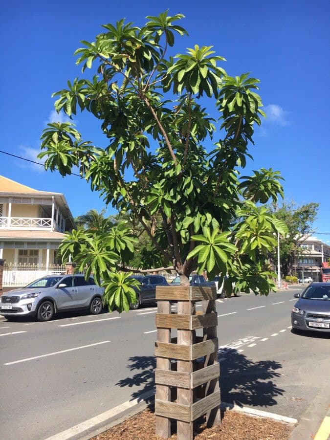 Barringtonia 15