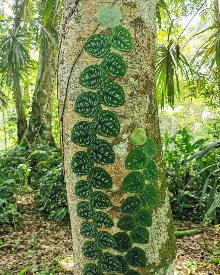 Monstera dubia 7