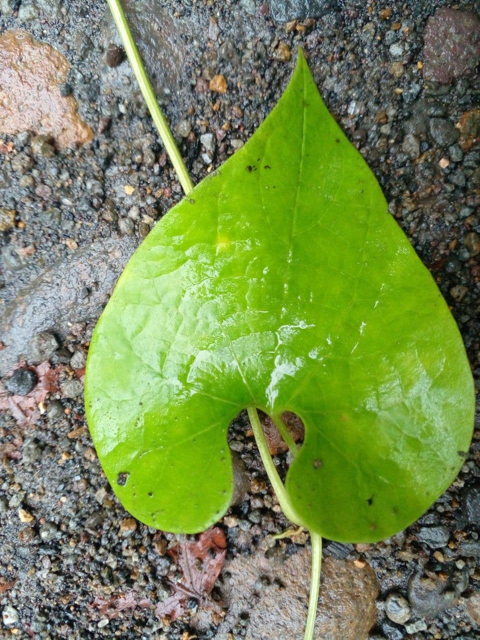 Fiore d'anatra 15