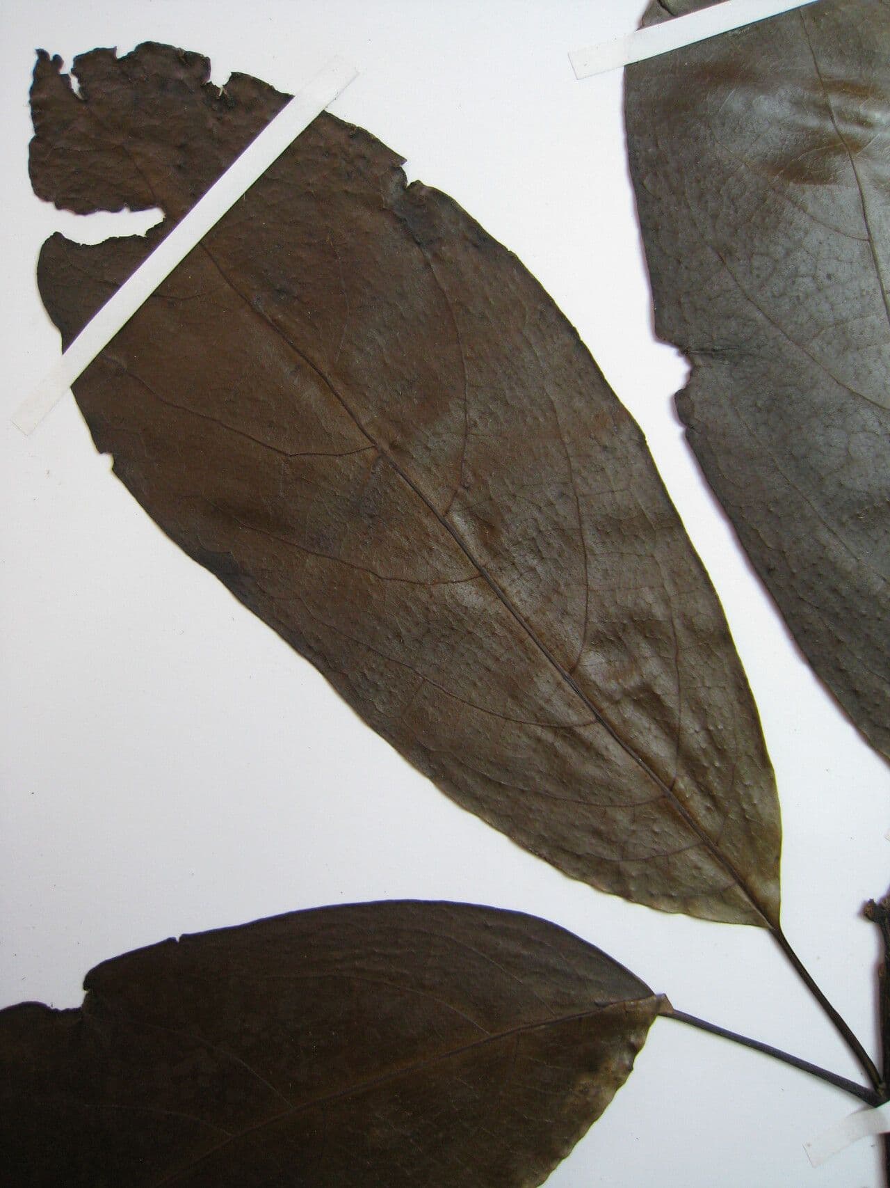 Cordia