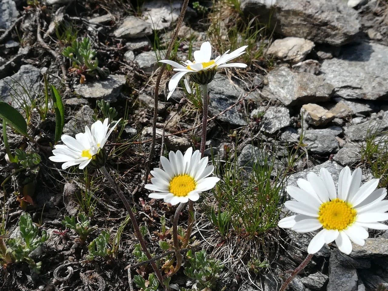 Alpen-Margerite 7